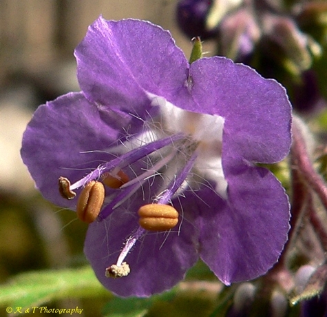 {Phacelia bipinnatifida}